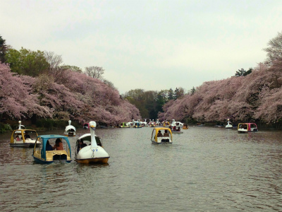 最後のお花見@井の頭公園_c0089360_22202890.jpg