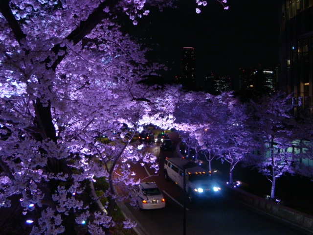 夜桜、きれいー。_f0232060_2116784.jpg