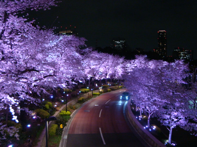 夜桜、きれいー。_f0232060_211866.jpg