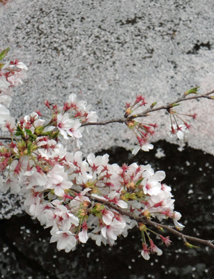 恩田川の桜も散り始めました。_b0112263_21224564.jpg