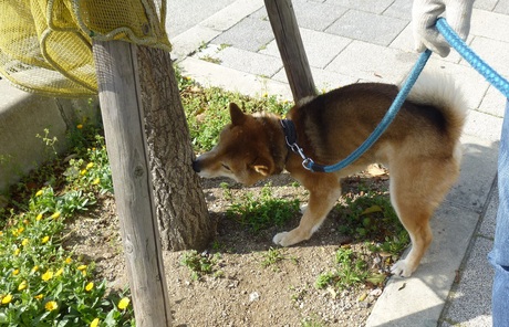 ポポンタの縄張り_f0205367_15193.jpg