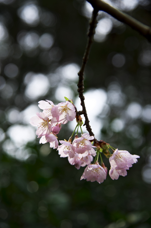 「三宝院太閤しだれ桜　２」_b0108969_22574457.jpg