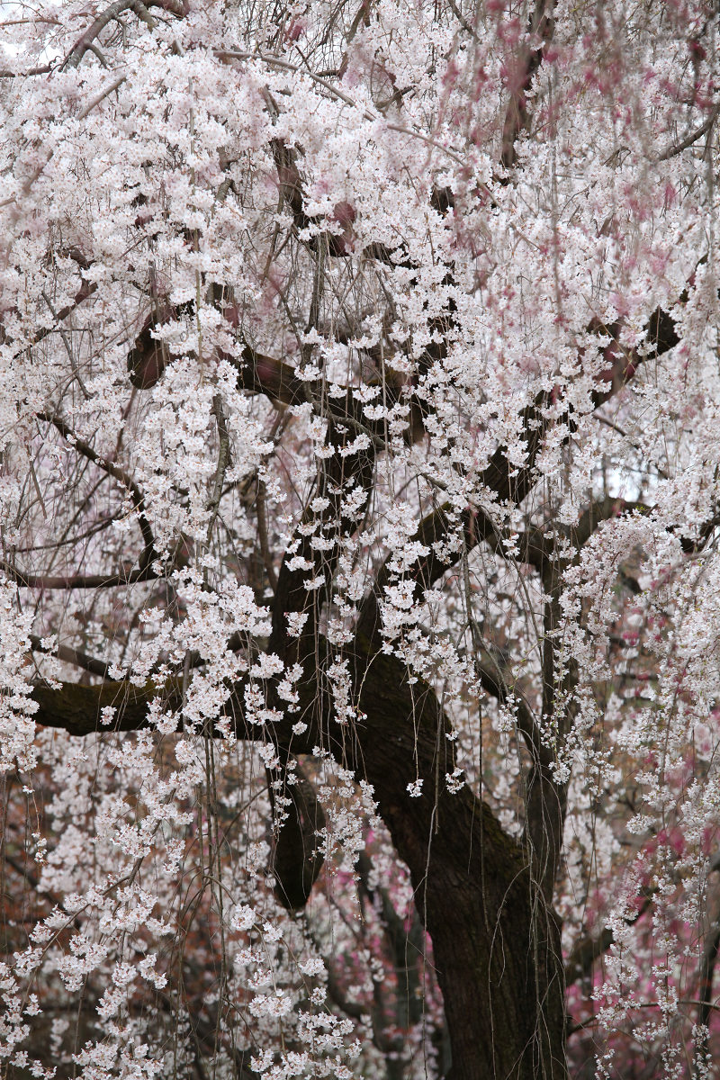 桜 2013 <京都御所> _f0021869_23574246.jpg