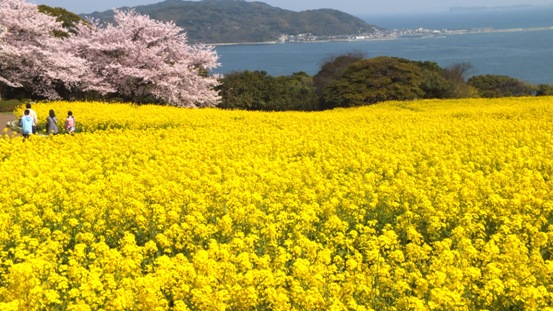 能古島 アイランドパーク エンジョイライフ
