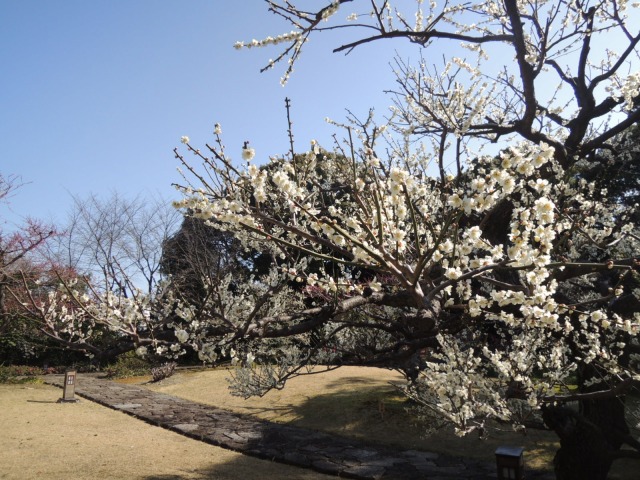 名古屋建築見学　その1　徳川園「大曽根の瀧」_b0140276_857268.jpg