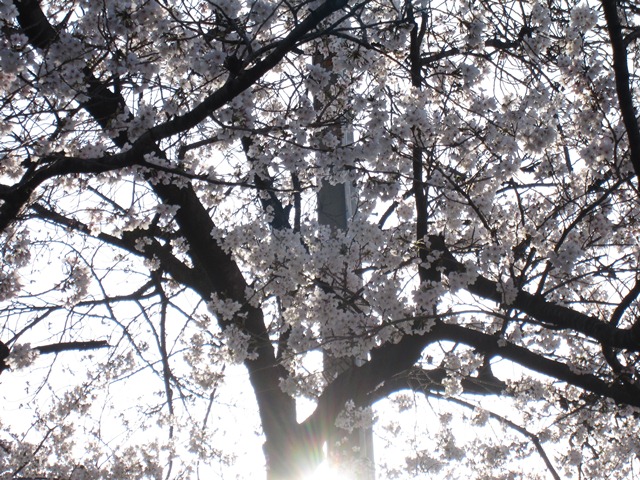 桜・さくら・咲く等・ら・ラ・la・らぁ♪～_f0203477_1331448.jpg