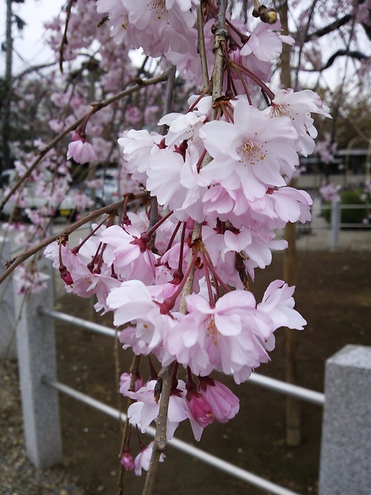 護国寺の垂れ桜_c0027285_1451336.jpg