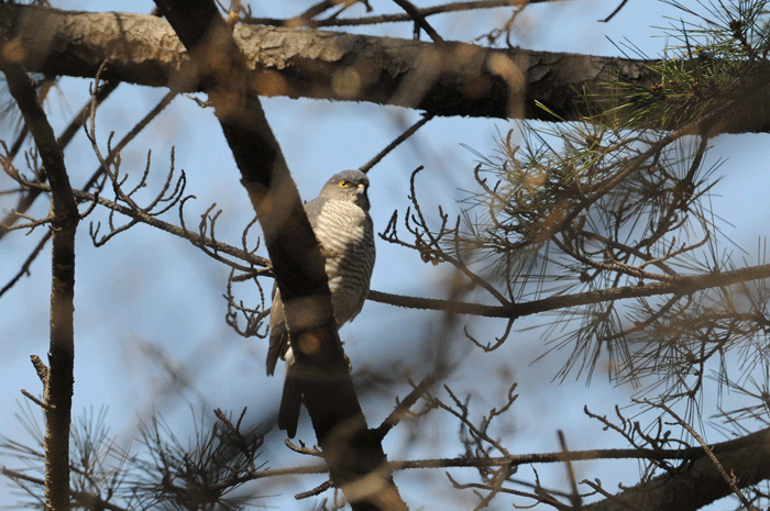 e0248688_10334467.gif