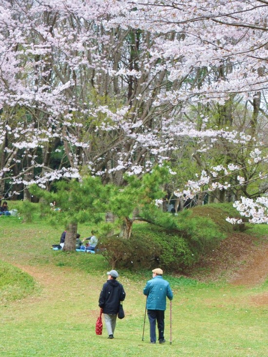 桜はらはら_a0126590_16531679.jpg