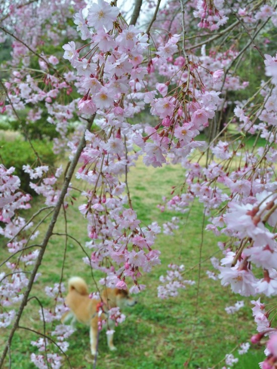 桜はらはら_a0126590_17123467.jpg