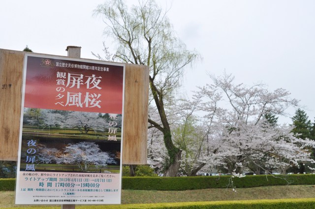桜はらはら_a0126590_1723481.jpg