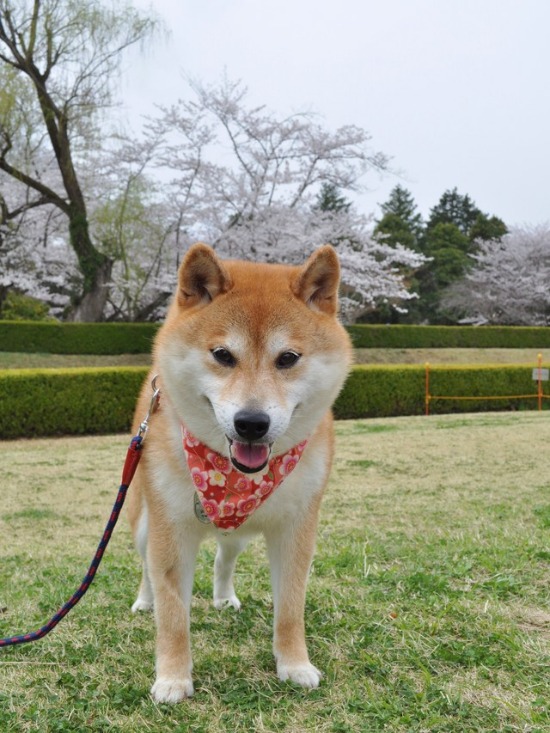 桜はらはら_a0126590_17243280.jpg