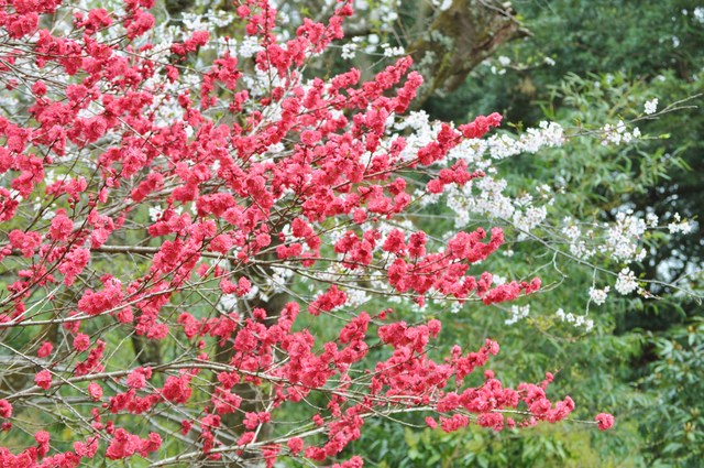 桜はらはら_a0126590_17292469.jpg