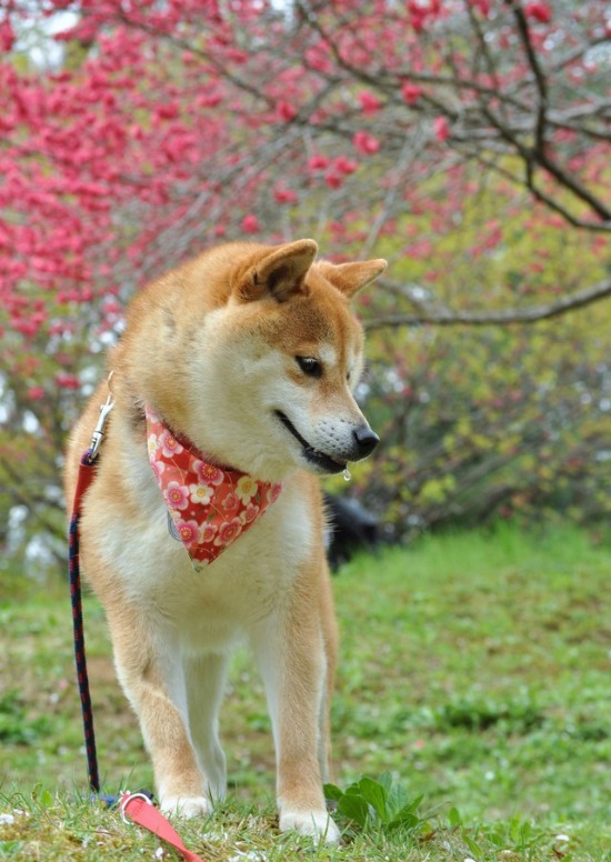 桜はらはら_a0126590_17305789.jpg