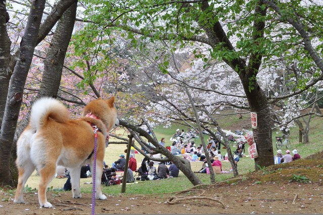 桜はらはら_a0126590_1782956.jpg