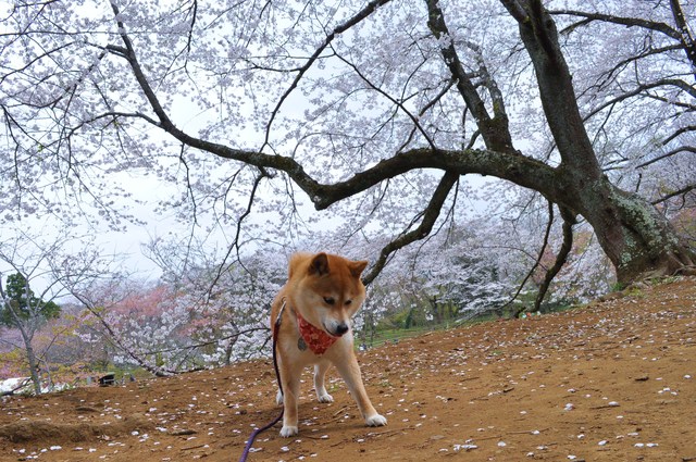 桜はらはら_a0126590_1792921.jpg