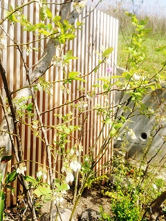a0244794_21515989.jpg