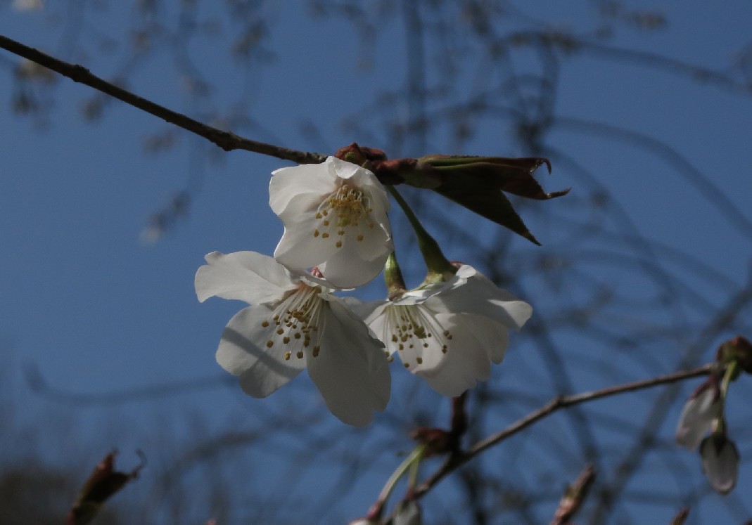 今日の開花情報(３月３０日)_a0251495_13183520.jpg