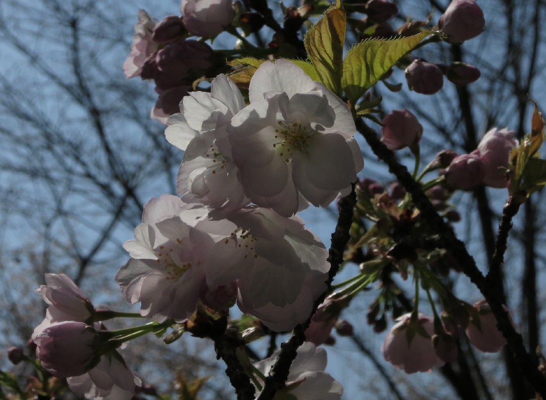 今日の開花情報(３月３０日)_a0251495_13205044.jpg