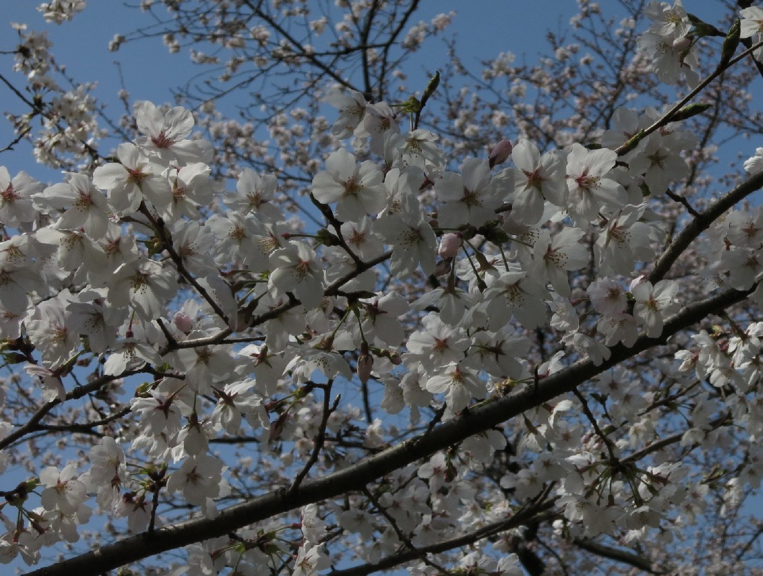 今日の開花情報(３月３０日)_a0251495_13285837.jpg