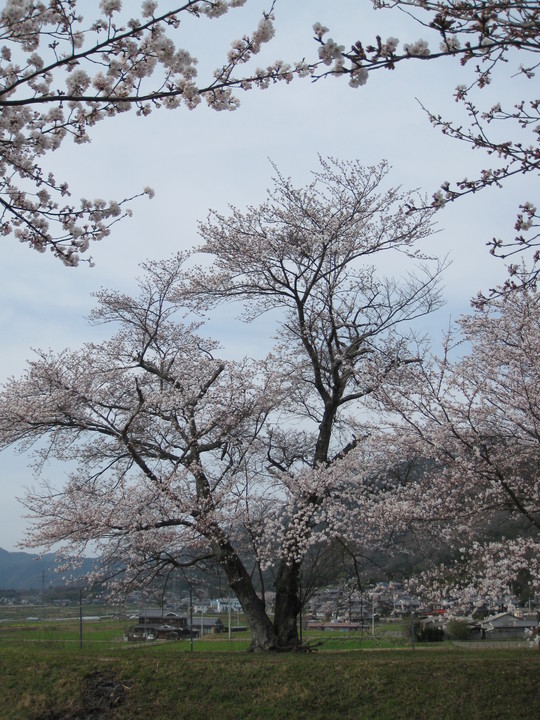 七谷川の桜　2013_f0010195_22523291.jpg