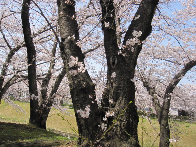 ふれあい緑道の桜。_a0145798_202964.jpg