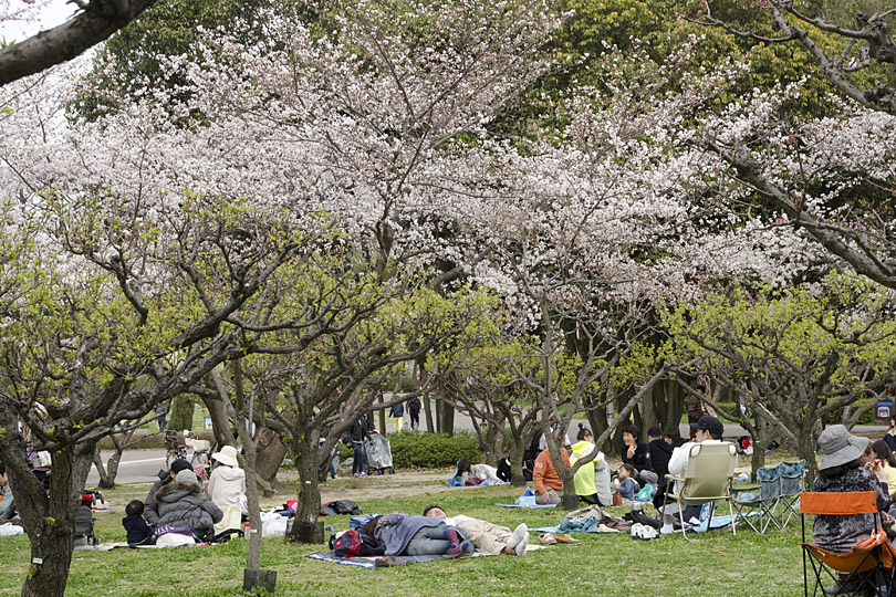 桜満開。_c0230699_2142999.jpg