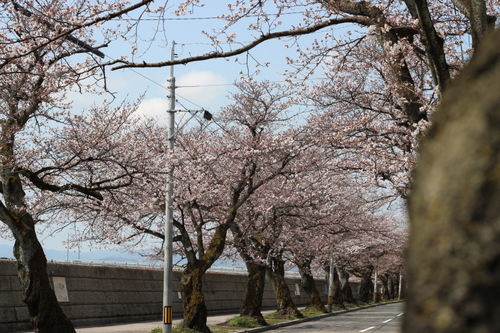 桜開花！五分咲きの足羽川原_c0264499_11435038.jpg