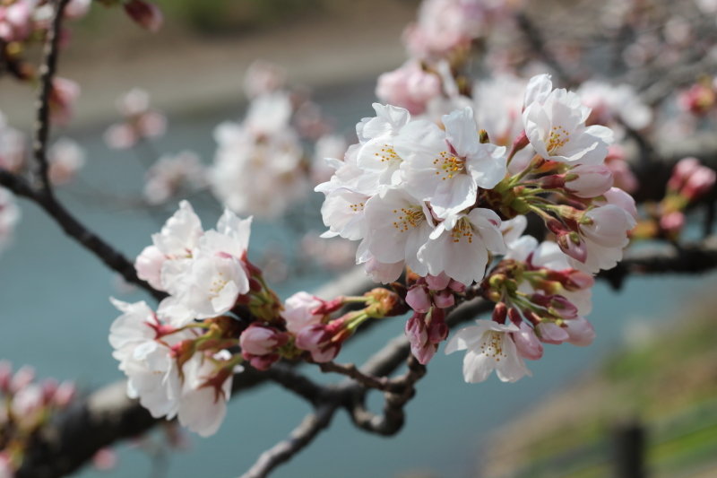 桜開花！五分咲きの足羽川原_c0264499_11451372.jpg