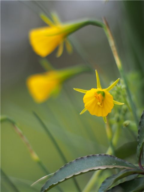 マイフィールド、赤塚植物園_f0224100_21542191.jpg