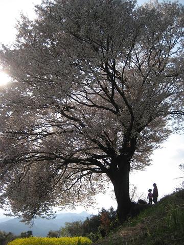 馬場の山桜が満開です_f0040201_234017.jpg