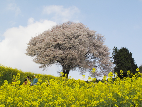 武雄市武内町、馬場の一本桜_a0146005_18184866.jpg