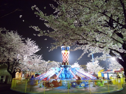 Ms群馬スポット 伊勢崎市 華蔵寺公園の夜桜 気ままな主婦のおしゃべりカフェ