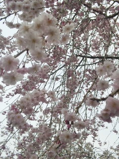 「花壇」の桜・パート２_a0235209_19155817.jpg