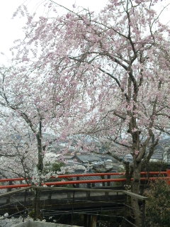 「花壇」の桜・パート２_a0235209_19155858.jpg