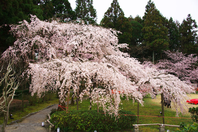 京都　醍醐寺の桜1_a0263109_2203023.jpg