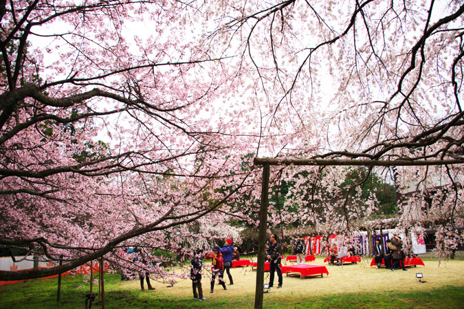 京都　醍醐寺の桜1_a0263109_220427.jpg