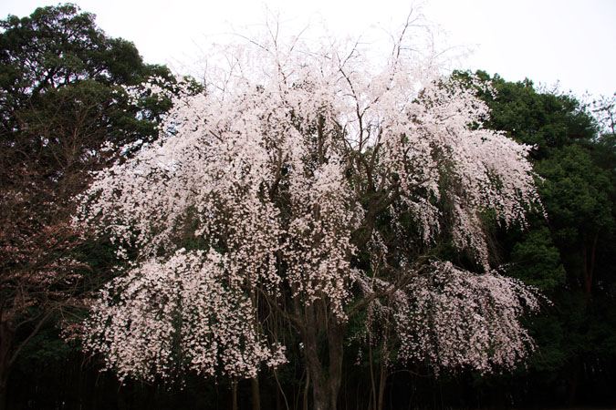 京都　醍醐寺の桜1_a0263109_2225368.jpg