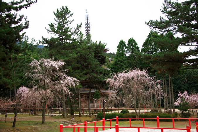 京都　醍醐寺の桜1_a0263109_223354.jpg