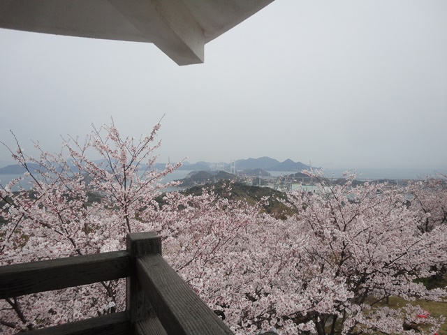 海山城展望公園（愛媛県今治市波方町）の桜…2013・3・31_f0231709_19344156.jpg