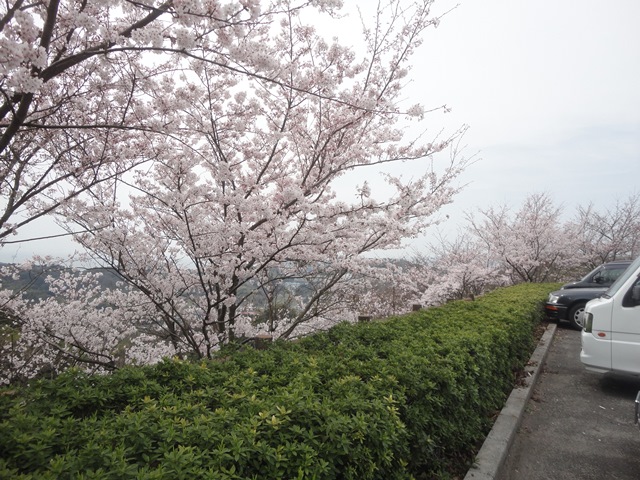 海山城展望公園（愛媛県今治市波方町）の桜…2013・3・31_f0231709_19561869.jpg