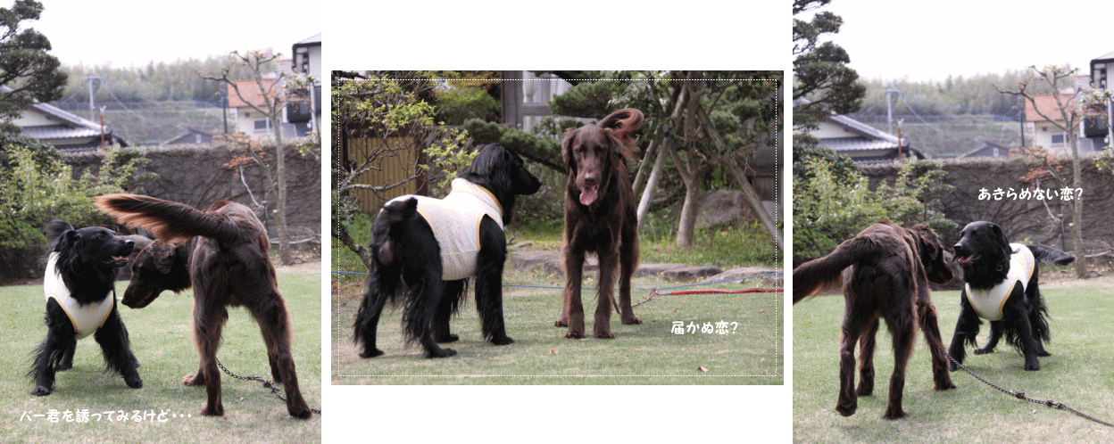 c0017311_2234929.gif