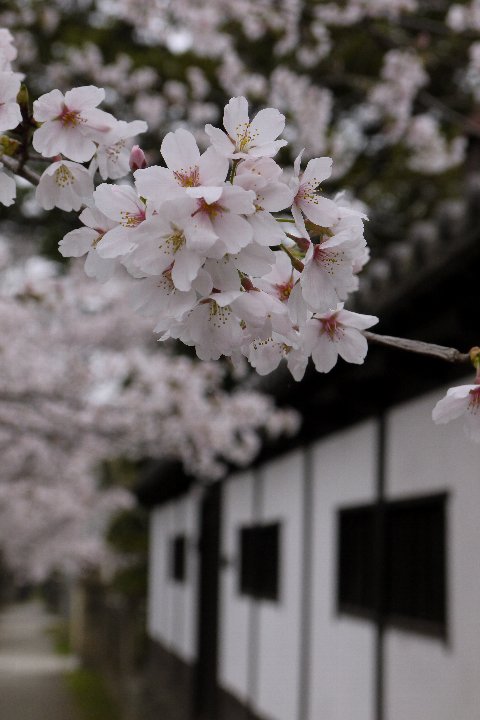 桜新道_a0268412_221257.jpg