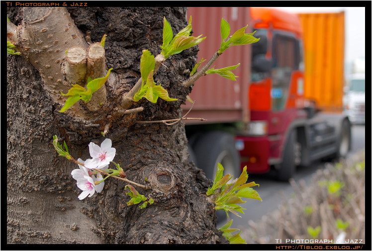 倉庫街の桜 Part 1_b0134013_2373287.jpg