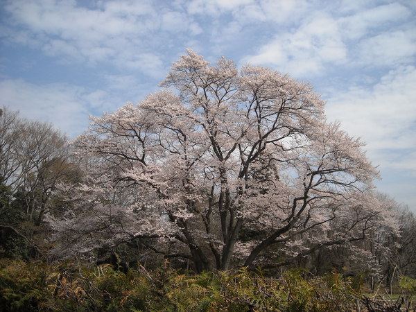 大桜、小桜_c0141013_1921164.jpg