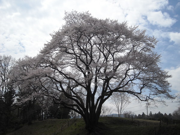 大桜、小桜_c0141013_19213032.jpg