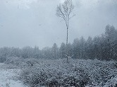 平成25年3月30日（土）　植苗の森　天候：雪　参加：14名_c0173813_1334160.jpg