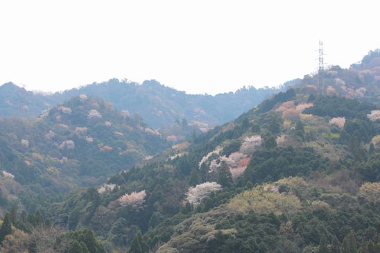 d0065113_8451450.jpg