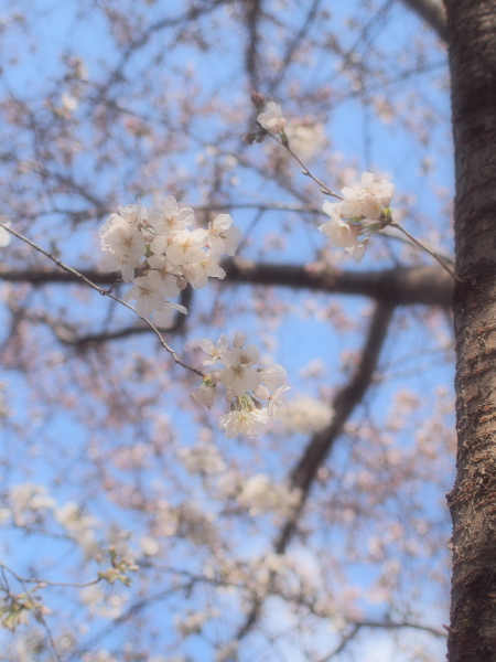 オールドレンズで桜【2】_d0207413_7482057.jpg