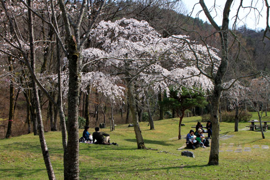 さくら満開11　宝が池公園_e0048413_164685.jpg